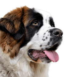 Temperamento del perro guardián de Moscú y descripción de la raza