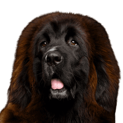 Mastín tibetano rojo, perro tibetano, raza tibetana, perro similar al Leonberger, perro grande de color marrón, raza gigante, perro, mamífero, vertebrado, raza de perro, Canidae, raza de perro gigante, raza similar al Terranova, carnívoro, Leonberger similar perro grande de color marrón y negro, Grupo deportivo,