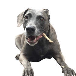 Description de la race Blue Lacy, tempérament du chien de berger d'Amérique, tempérament du chien de race américain, chien argenté, chien similaire au Weimaraner, chien similaire au Greyhound de robe