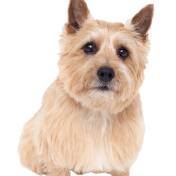 A Norwich Terrier fajta leírása, amely nagyon hasonlít a Norfolk Terrierre, kutya szúrós fülű, temperamentum Norwich Terrier kutya, kutyafajta kicsi és barna, kis barna kutya, kutyafajta Nagy-Britanniából.