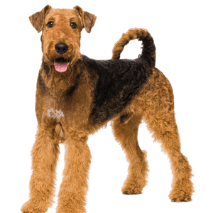 Airedale Terrier Profilbild Airedale Terrier Hund
