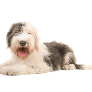 Bobtail Hund