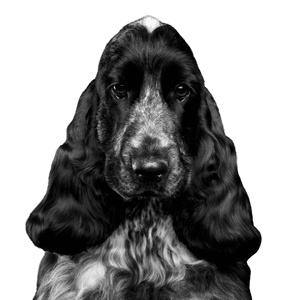 Hund, Säugetier, Wirbeltier, Canidae, Hunderasse, englischer Cockerspaniel, Cockerspaniel, deutscher Spaniel, Fleischfresser, Spaniel, schwarzer mittelgroßer Hund mit weißen Flecken und Schlappohren