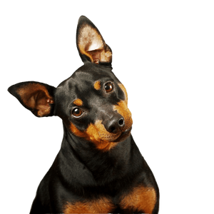 Miniatur Pinscher Rassebeschreibung Zwergpinscher, Mini Pinscher, Toy Pinscher