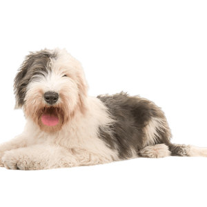 Old English sheepdog