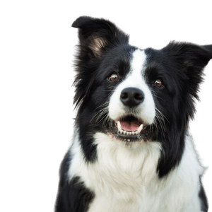 Border Collie Profile Picture Border Collie breed description