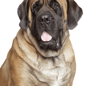 Bullmastiff breed description