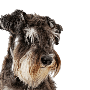 Miniature Schnauzer exempt breed description Miniature Schnauzer breed description