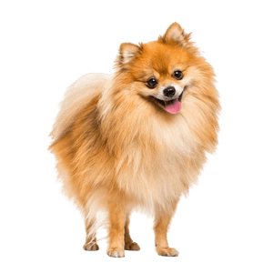 Breed description of a red dwarf spitz, Pomeranian