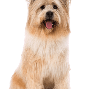 Elo blond breed description yellow Elo dog
