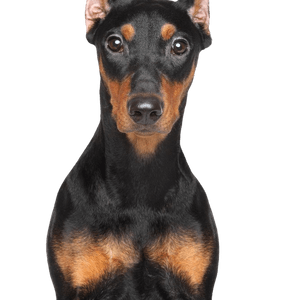 German Pinscher Profile Picture German Pinscher breed description