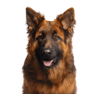 German Shepherd Longhair Dog,Old german shepherd dog,Mammal,Vertebrate,Dog breed,Canidae,German shepherd dog,King shepherd,Carnivore,Bohemian shepherd,