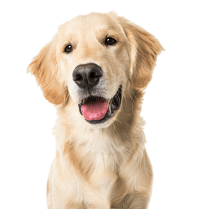 Golden Retriever breed description Breed description Golden Retriever