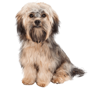 Havanese breed description Havanese breed description