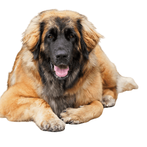 Leonberger profile picture Leonberger breed description