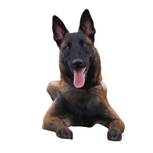 Malinois profile picture Malinois breed description