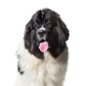 Newfoundland dog cropped photo Newfoundland cut out on white background, breed description of big dog with white black coat