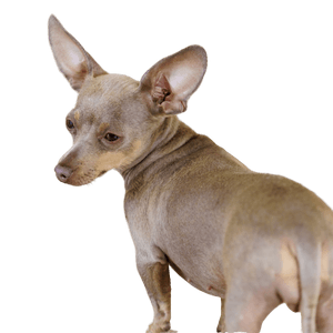Prager Rattler profile picture Prager Rattler Dog Breed Description