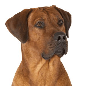 Rhodesian Ridgeback breed description