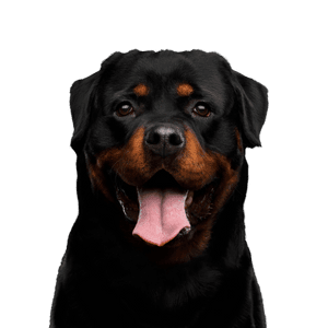 Rottweiler Dog,Mammal,Vertebrate,Canidae,Dog breed,Rottweiler,Carnivore,Snout,Molosser,Working dog,