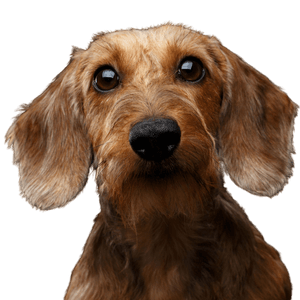 Rough haired Dachshund Dog,Mammal,Vertebrate,Dog breed,Canidae,Carnivore,Companion dog,Styrian coarse-haired hound,Snout,Sporting Group,