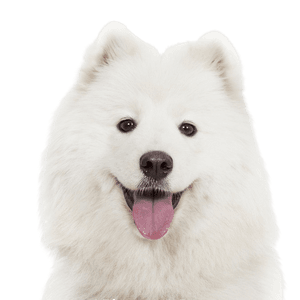 Samoyed dog breed description Breed description Samoyede