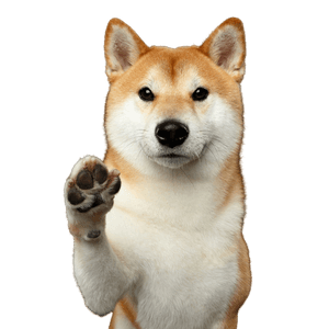 Shiba Inu Dog,Mammal,Vertebrate,Canidae,Shiba inu,Dog breed,Carnivore,Akita inu,Canaan dog,Akita,