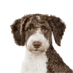 Spanish Water Dog Profile Picture Breed description Spanish Water Dog
