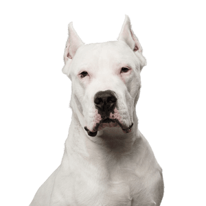white Dogo Argentino cropped ears Dog,Mammal,Vertebrate,Canidae,Dog breed,Dogo argentino,Cordoba fighting dog,Carnivore,English white terrier,Bull and terrier,