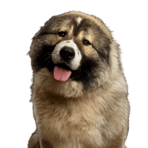 Chien, Mammifère, Vertébré, Race de chien, Canidae, Carnivore, Chien de berger caucasien, Race de chien géant, Anciennes races de chiens, Museau, Owcharka caucasien