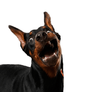 Doberman, gerinces, emlős, kutyafajta, Canidae, nagy pinscher, kutya, manchesteri terrierhez hasonló kutya, őrzőkutya, szájkosár, nagy fekete kutya szúrós fülekkel.