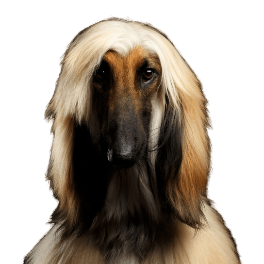 Dog,Mammal,Vertebrate,Canidae,Afghan hound,Dog breed,Carnivore,Borzoi,Saluki,Silken windhound,