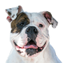 American Bully Profilbild Rassebeschreibung