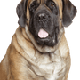 Bullmastiff Rassebeschreibung