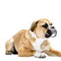 Continentale Bulldogge Hund