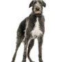 Scottish Deerhound, großer Hund mit rauhaarigem Fell, grauer großer Hund, Windhund
