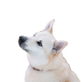norwegische Hunderasse, Buhund, Norwegischer Buhund, weißer Hund mit dicktem Fell
