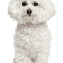 Breed description of a white small dog named Bichon Frise