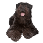 Bouvier des Flandres, breed description therapy dog, pedigree dog, dog with curls