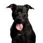 Dog,Vertebrate,Dog breed,Canidae,Mammal,Carnivore,Snout,American pit bull terrier,Sporting Group,Companion dog,