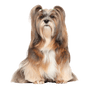 Descripción de la raza Lhasa Apso, perro de pelo muy largo y cuerpo pequeño