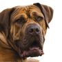 Foto de perfil de Boerboel Descripción de la raza Boerboel