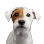 perro, mamífero, vertebrado, raza de perro, Canidae, Russell Terrier, perro de compañía, carnívoro, Parson Russell Terrier pelaje áspero, cachorro, pequeño perro blanco con ojo marrón
