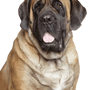 Description de la race du Bullmastiff