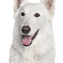 Description de la race du berger blanc suisse