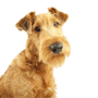 Description de la race Irish Terrier