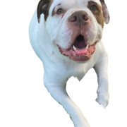 alapaha blue Blood Bulldog Rassebeschreibung, Charakter, Temperament, braun weißer Bulldoggen Hund aus Amerika, amerikanische Hunderasse, unbekannte Hunderasse, großer Hund aus USA, Bulldoggenrasse