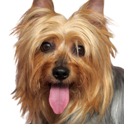 Australian Silky Terrier Portrait, kleiner Hund mit langem Fell, Hund streckt Zunge raus, Hundeportrait, australische Hunderasse, kleiner Hund für Stadt und Kinder
