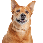 Carolina Dog, American Dingo, brauner mittelgroßer Hund mit Steohren, Dingo aus Amerika, Amerikanische Hunderassen, Nicht anerkannte Hunderasse aus Amerika, USA Hund, Hund der Einwohner, Ureinwohner Hunderasse, Zuchthund, Freilebende Rasse, Rassbeschreibung