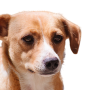 brown white dog from Austria, Austrian Pinscher, medium sized dog up to the knee, family dog, Pinscher breed